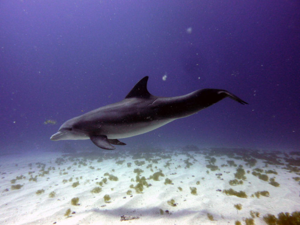 Dive Safaris Dolphin